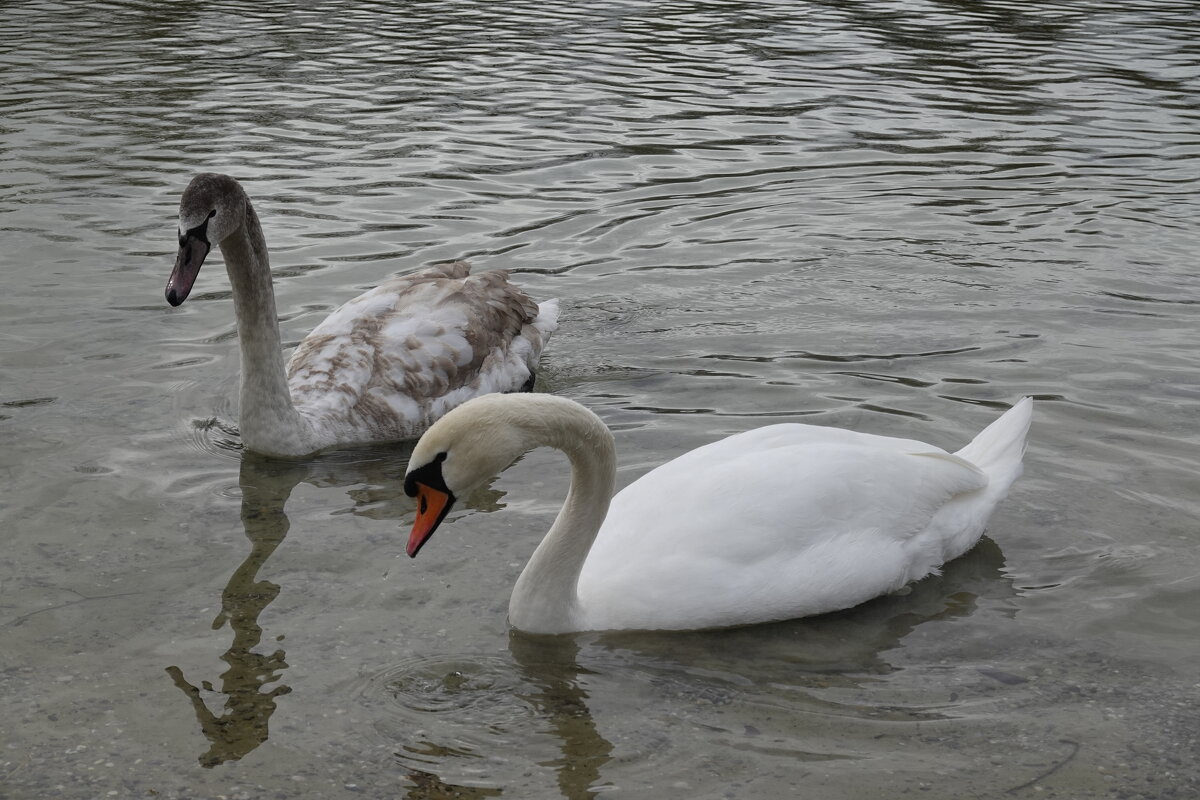 ... - Галина ... - Галина