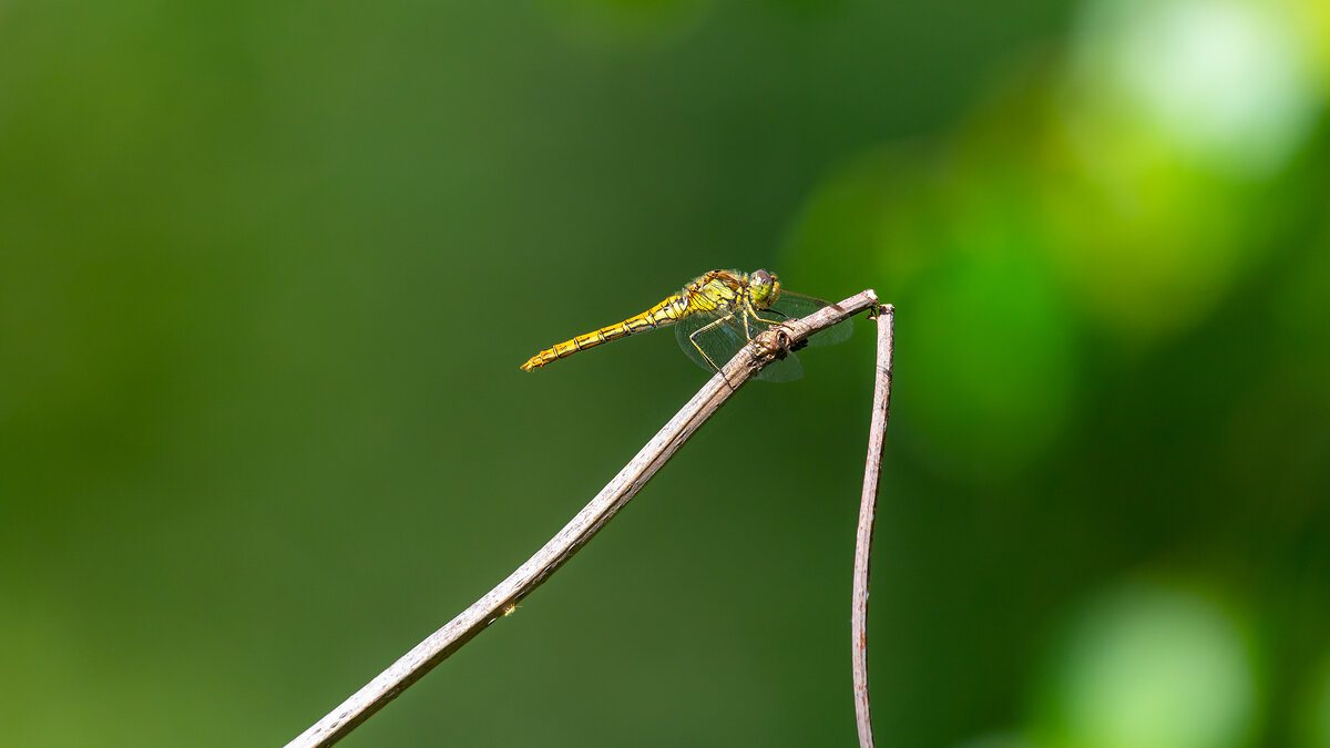 Летние моменты - Владимир Лазарев