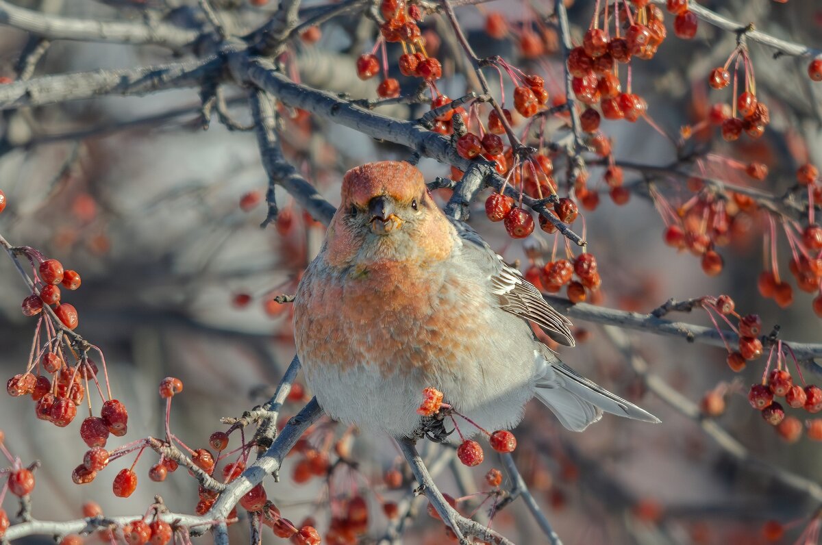 Щур. - Виктор Иванович Чернюк Щур. - Виктор Иванович Чернюк