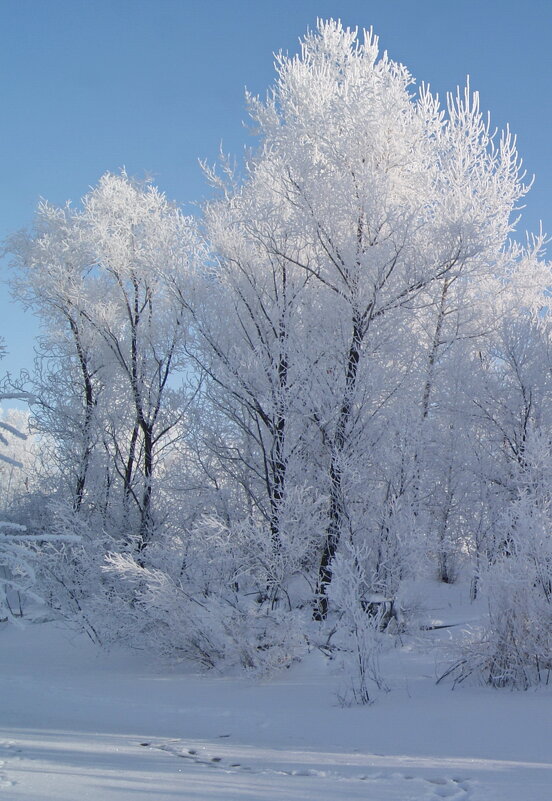 Словно в серебре. - сергей ермошкин