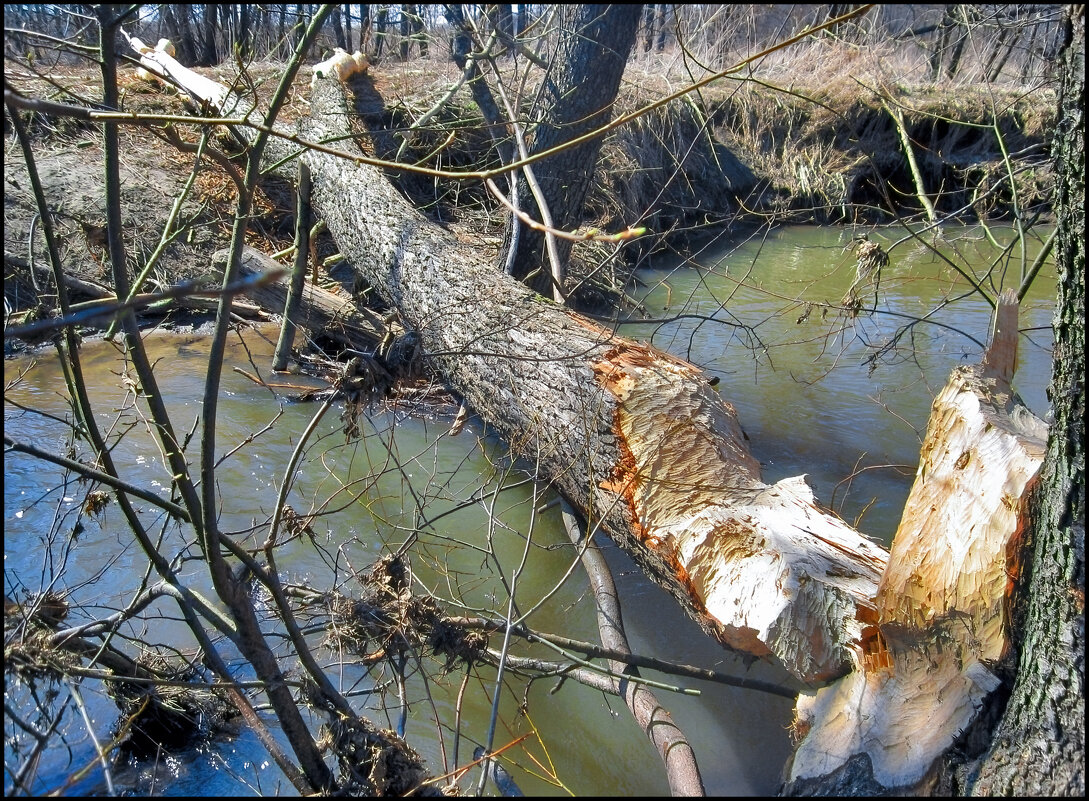 Здесь был бобер - **** vedin