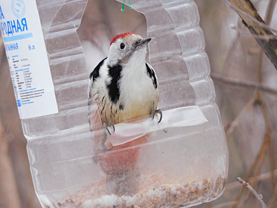 Средний пёстрый дятел - Лина Средний пёстрый дятел - Лина