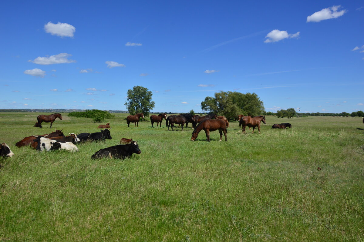 Донские виды. - Виктор Донские виды. - Виктор