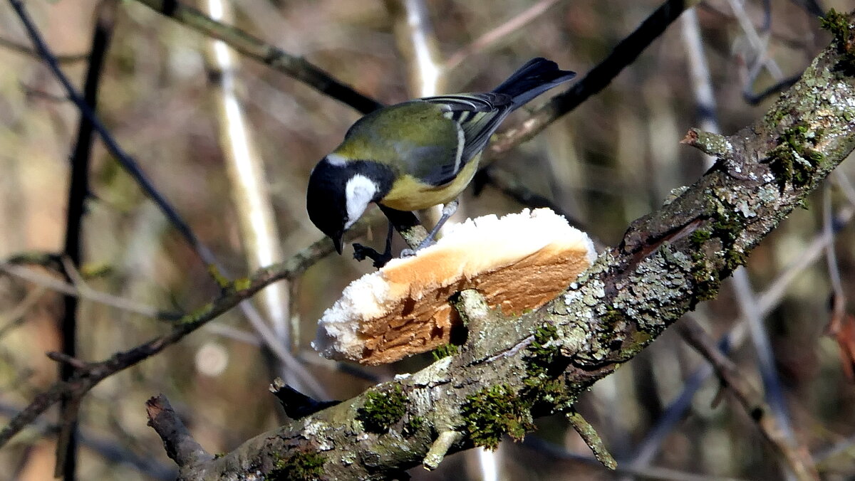 Синички (не будем забывать о кормушках)...сделайте кормушку для птиц...Мир Природы / Natural World. - "The Natural World" Александер Синички (не будем забывать о кормушках)...сделайте кормушку для птиц...Мир Природы / Natural World. - "The Natural World" Александер