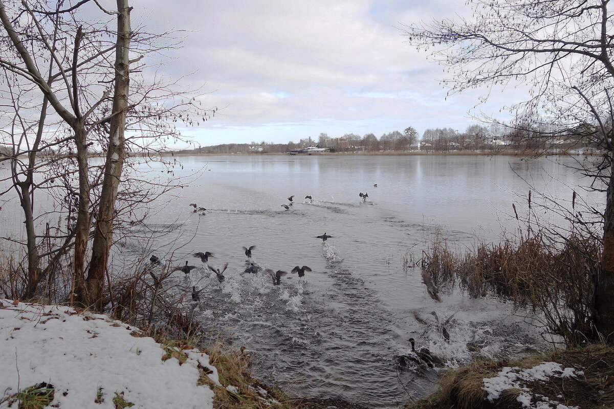 Январь, окрестности Калининграда - Рита Симонова Январь, окрестности Калининграда - Рита Симонова
