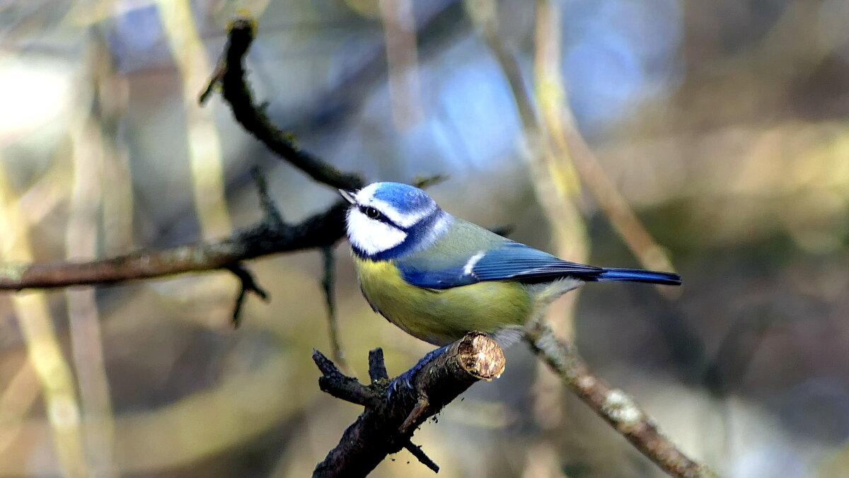 Синички (не будем забывать о кормушках)...сделайте кормушку для птиц...Мир Природы / Natural World. - "The Natural World" Александер Синички (не будем забывать о кормушках)...сделайте кормушку для птиц...Мир Природы / Natural World. - "The Natural World" Александер