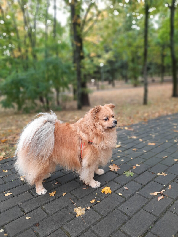 Мой пушистый рыжий друг - Irene Irene Мой пушистый рыжий друг - Irene Irene