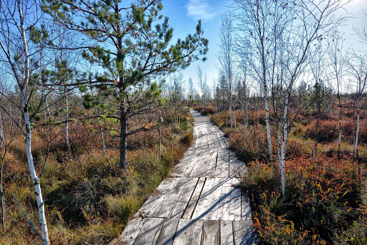 Дорожка - Виктор Журбенков Дорожка - Виктор Журбенков
