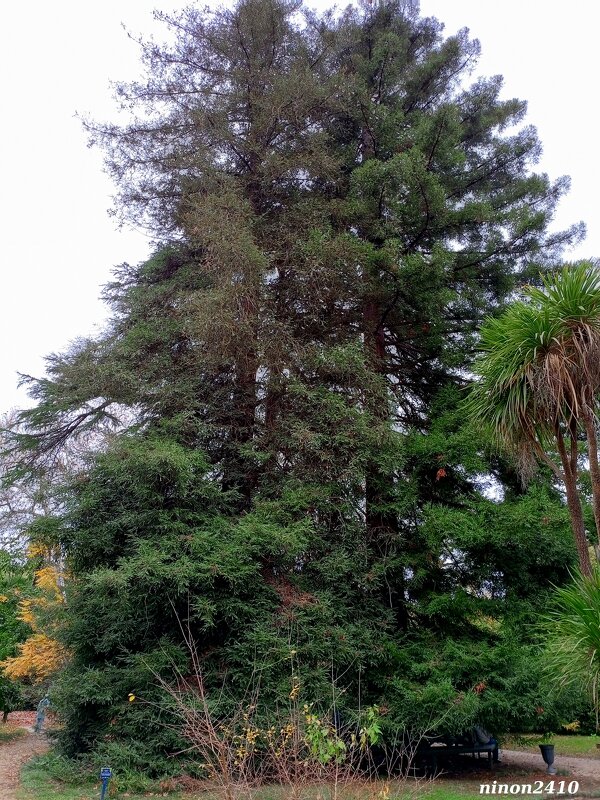 Адлер. Дендропарк "Южные культуры" - Нина Бутко Адлер. Дендропарк "Южные культуры" - Нина Бутко