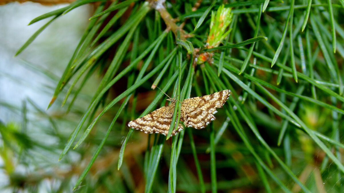 опять про бабочек 230 - Александр Прокудин опять про бабочек 230 - Александр Прокудин