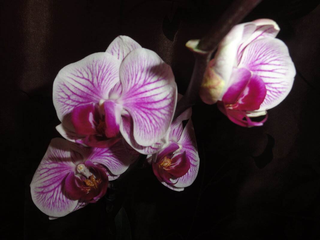 ... - марина ковшова ... - марина ковшова