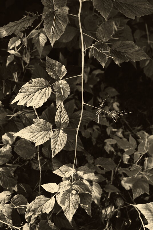 Название отсутствует - Денис Безногов