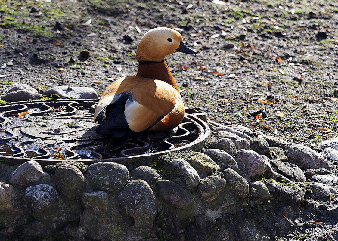 Сообразительность - Олег Лукьянов Сообразительность - Олег Лукьянов