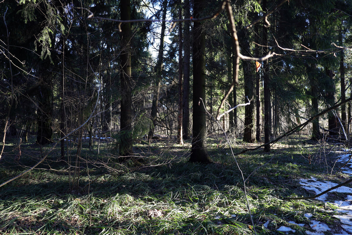 Январь. Такая странная зима. - Dar(k) Life Январь. Такая странная зима. - Dar(k) Life