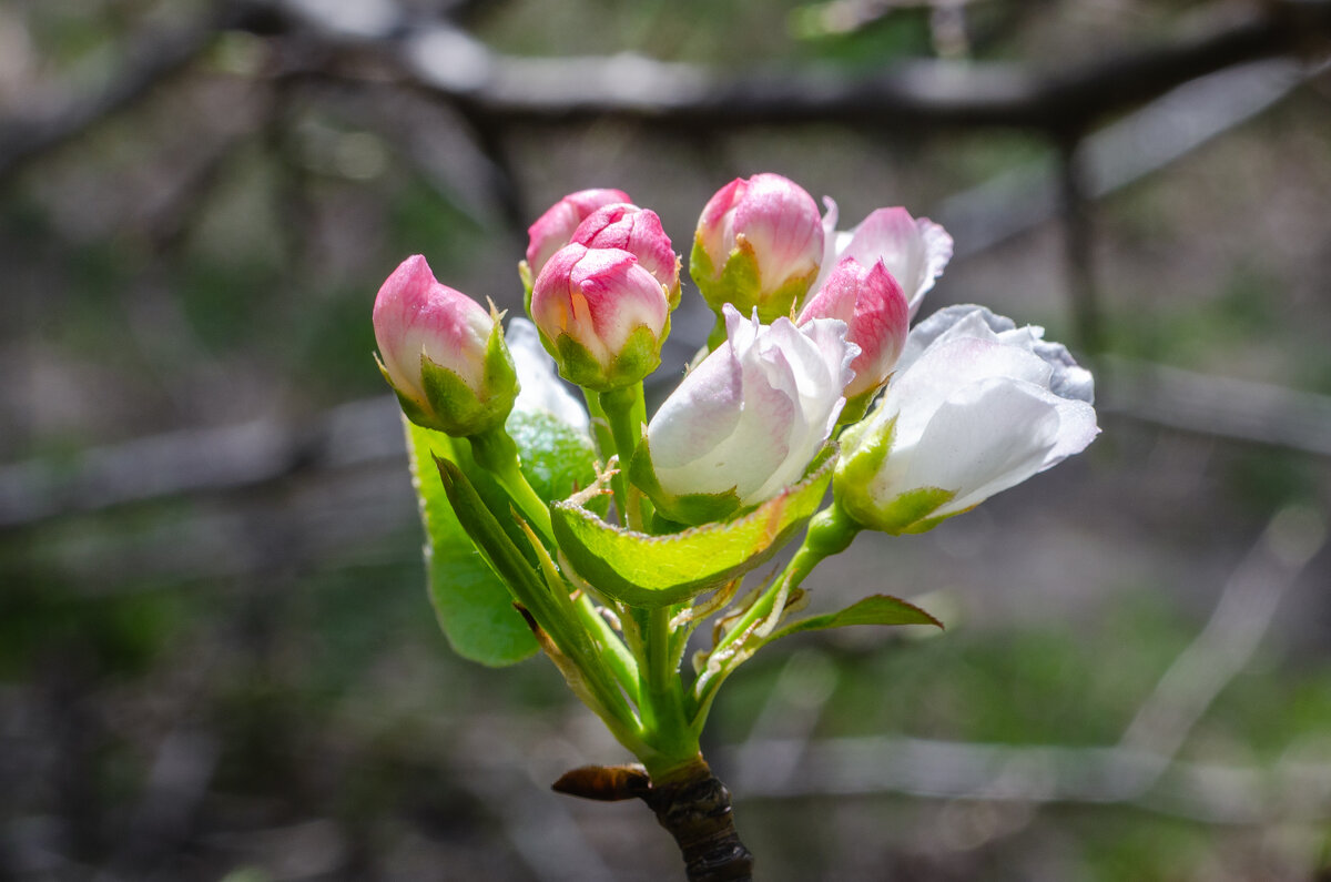 *** - Виктор Иванович Чернюк
