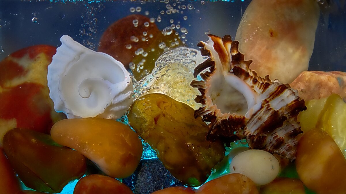 *** - Владимир 