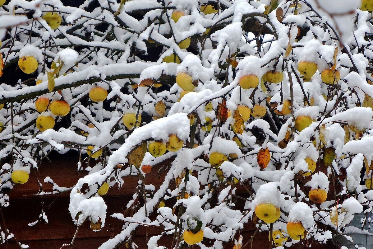 мороженые яблочки - Ольга 