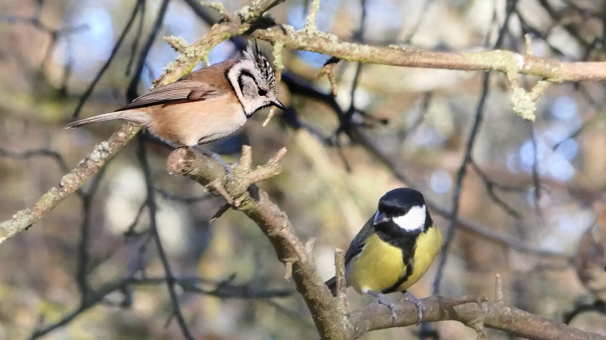 Синички (не будем забывать о кормушках)...сделайте кормушку для птиц...Мир Природы / Natural World. - "The Natural World" Александер Синички (не будем забывать о кормушках)...сделайте кормушку для птиц...Мир Природы / Natural World. - "The Natural World" Александер