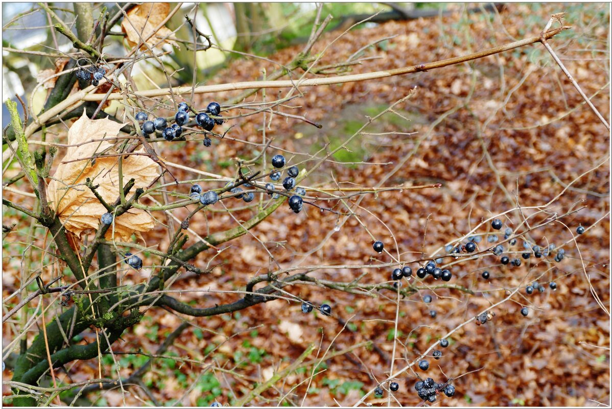 ЯНВАРЬ... - Elvira E. 