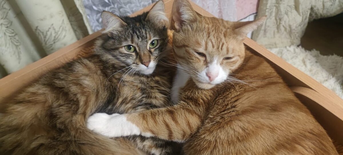 Неразлучные - Ирэн Неразлучные - Ирэн