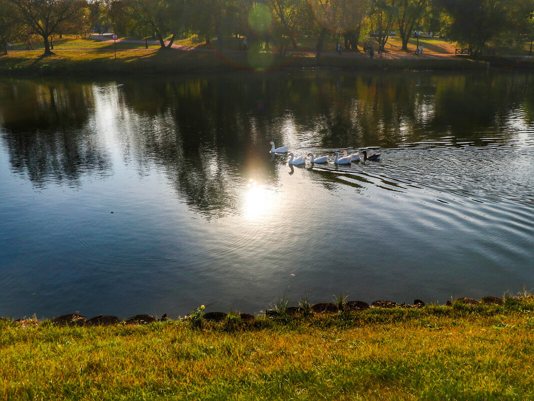 Пруд в Царицыно - Irene Irene