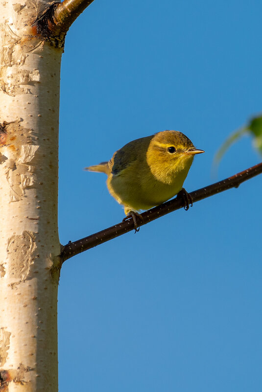 Пеночка - Владимир Лазарев