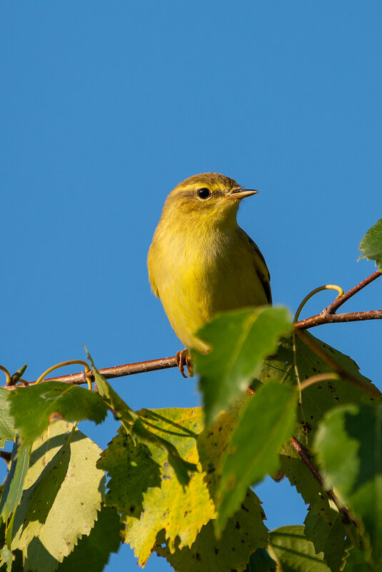 Пеночка - Владимир Лазарев Пеночка - Владимир Лазарев
