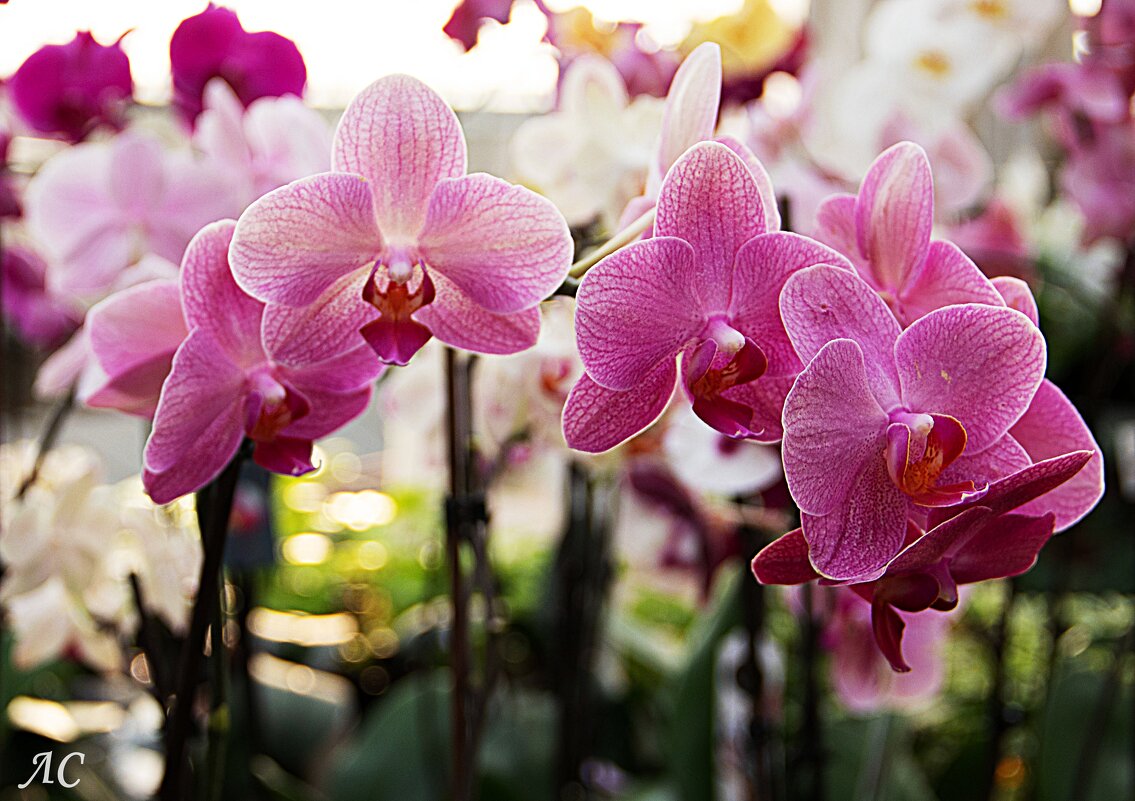 Орхидеи - Любовь Сахарова