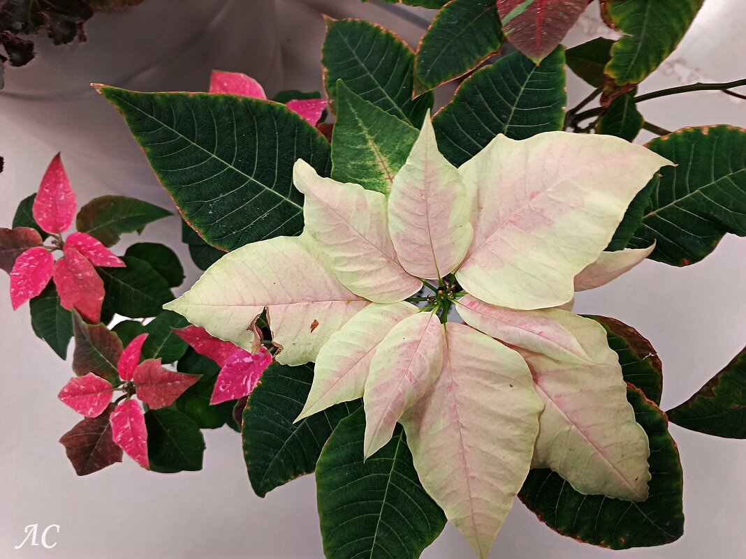 Пуансеттия - Любовь Сахарова