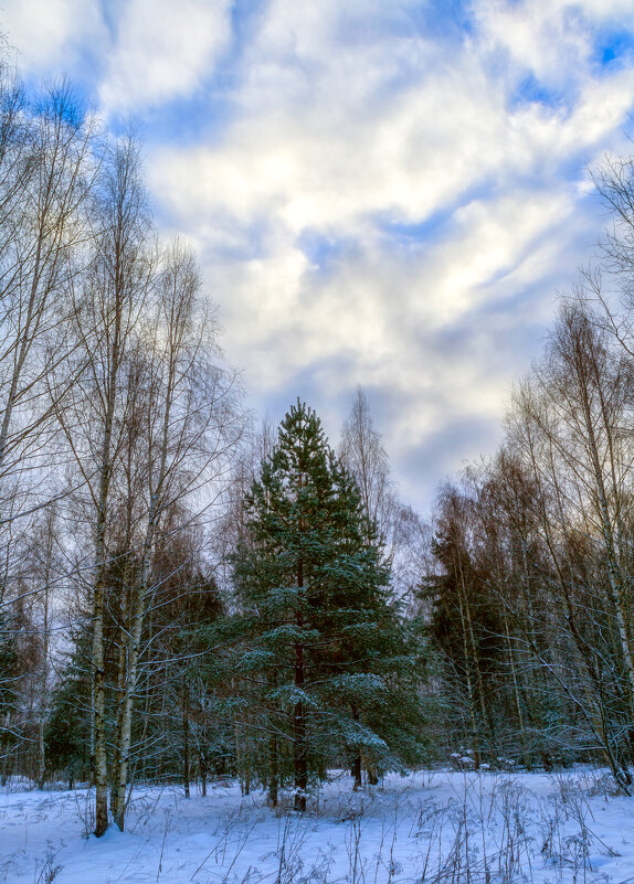 Зимним днем - Сергей Цветков
