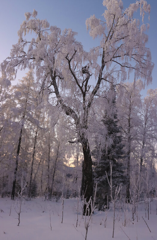 Зимний вечер - Галина Ильясова Зимний вечер - Галина Ильясова