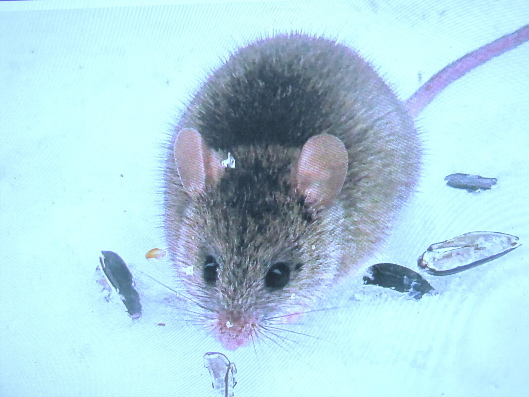 Мышка семечек захотела - Людмила Смородинская