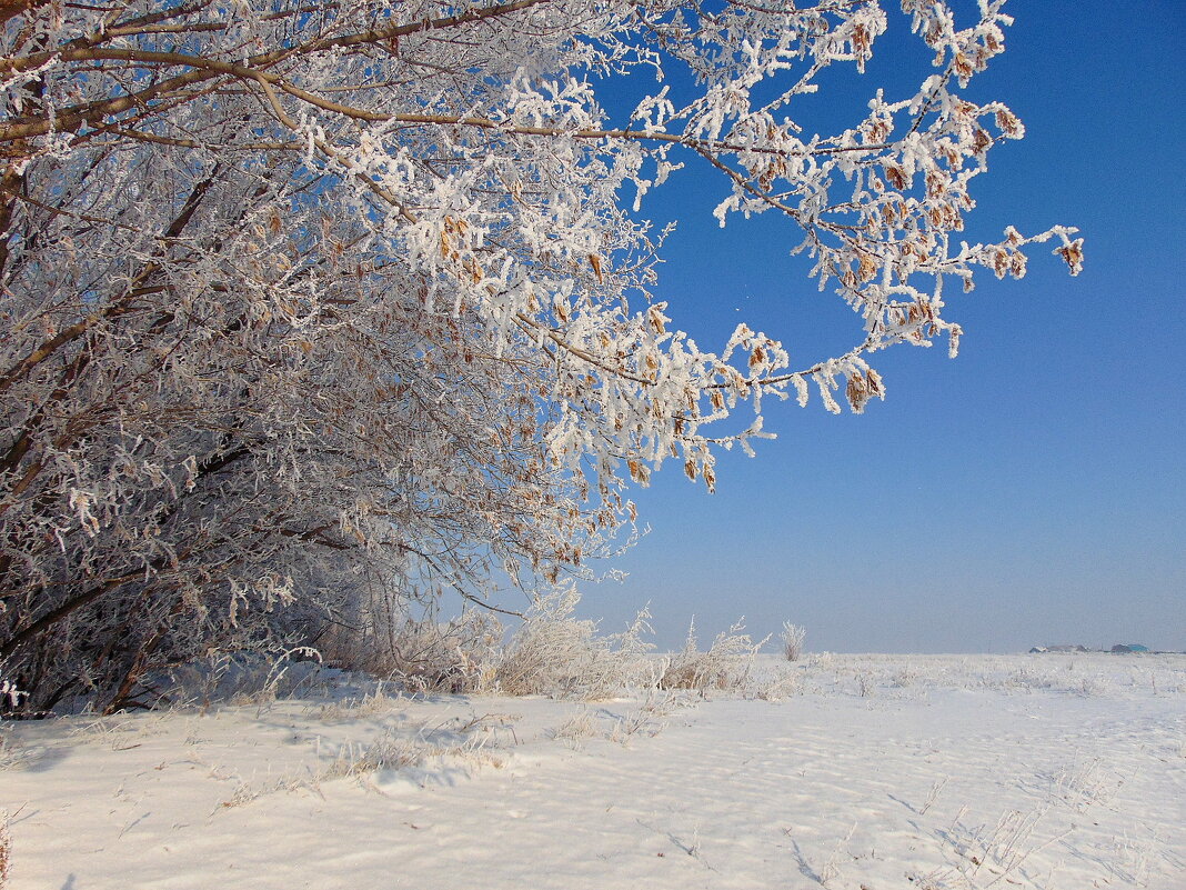 Белое безмолвие. - nadyasilyuk Вознюк Белое безмолвие. - nadyasilyuk Вознюк