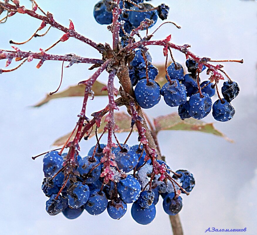 Про магонию... - Андрей Заломленков Про магонию... - Андрей Заломленков