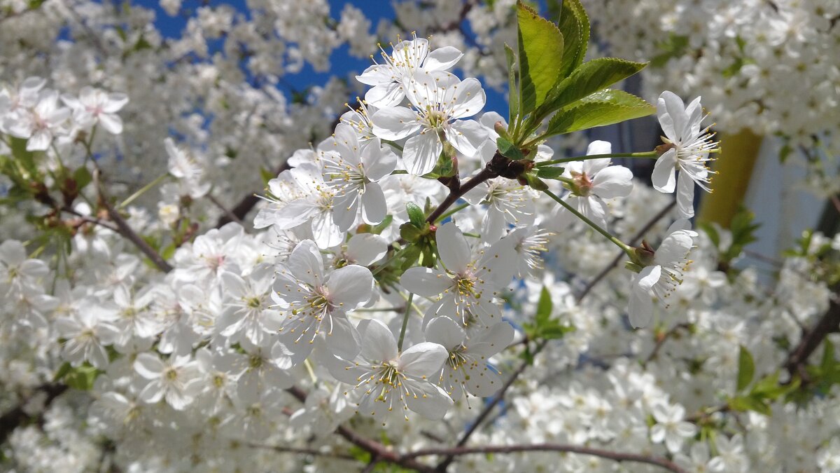 ,,, - Сергей Тимоновский