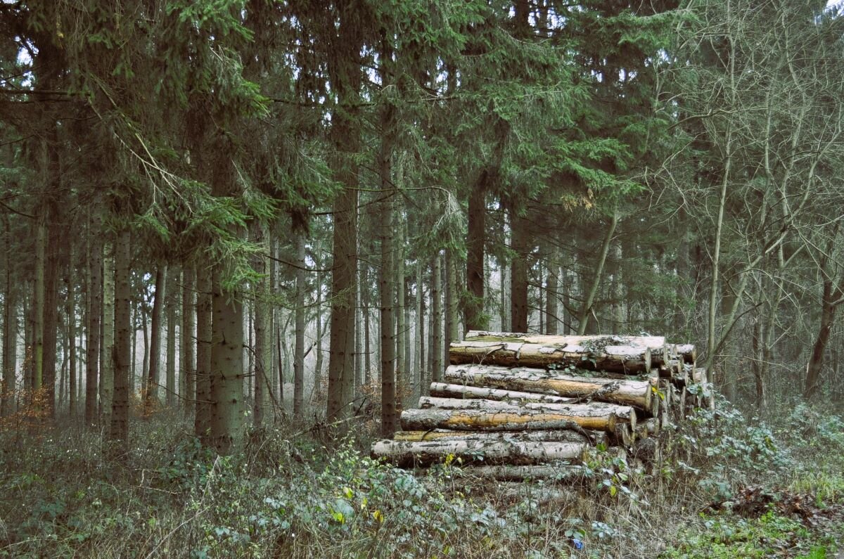 Там, где ступала нога человека - Галина Шеина-Мюльдорфер