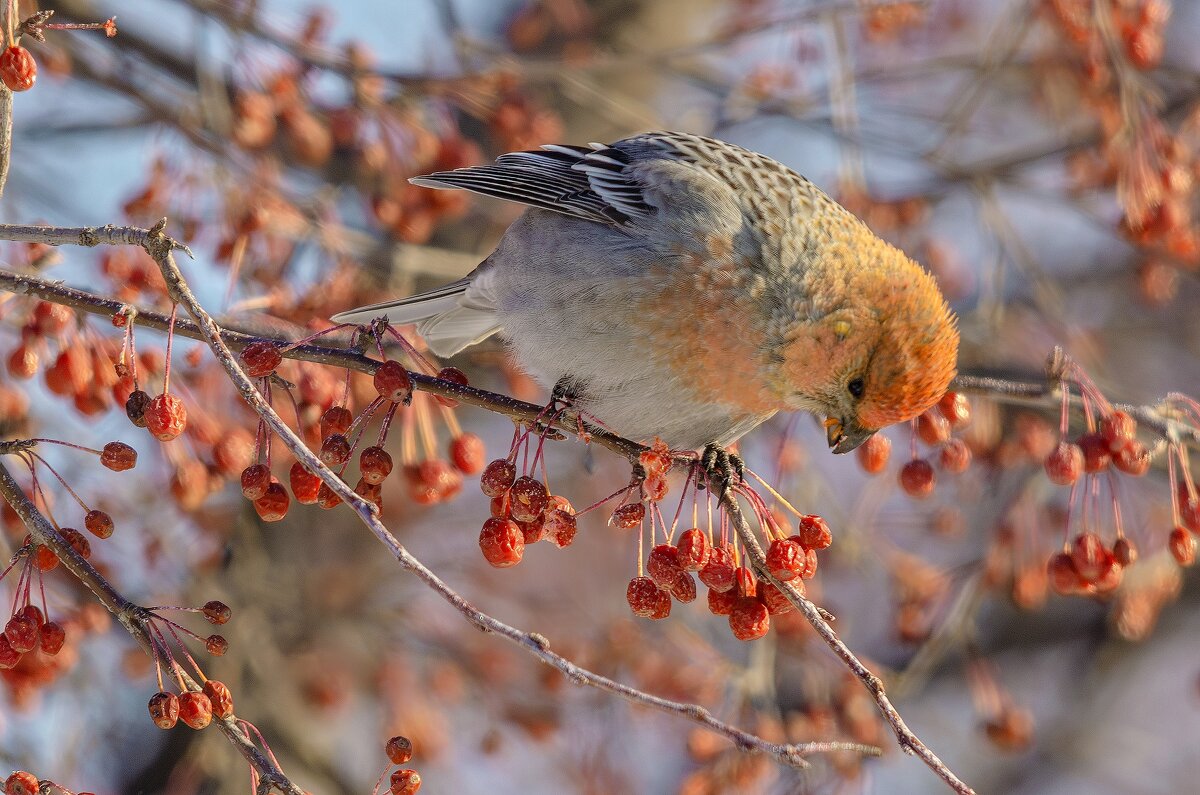 Щур. - Виктор Иванович Чернюк Щур. - Виктор Иванович Чернюк