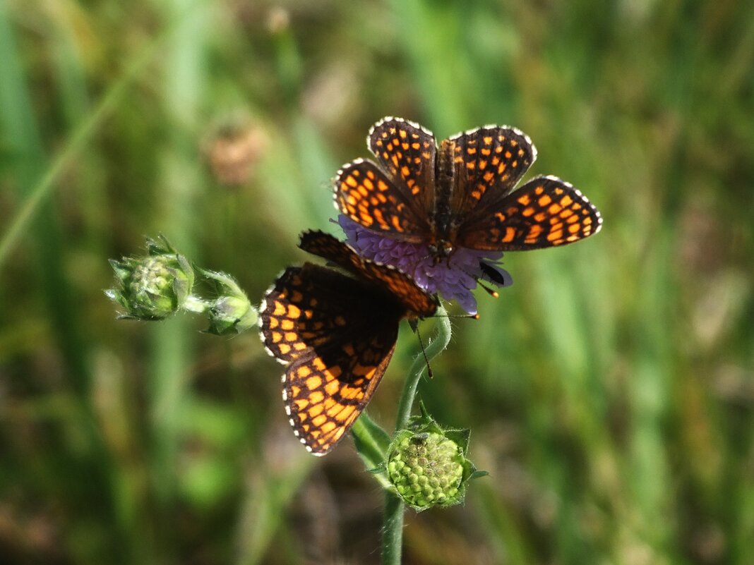 ** - Зоя Мишина ** - Зоя Мишина