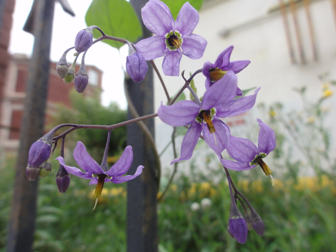 Сиреневая нежность - марина ковшова 