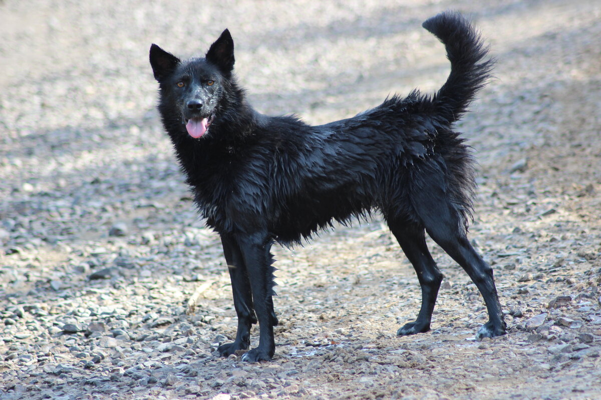 друг - Наталья Штанулина