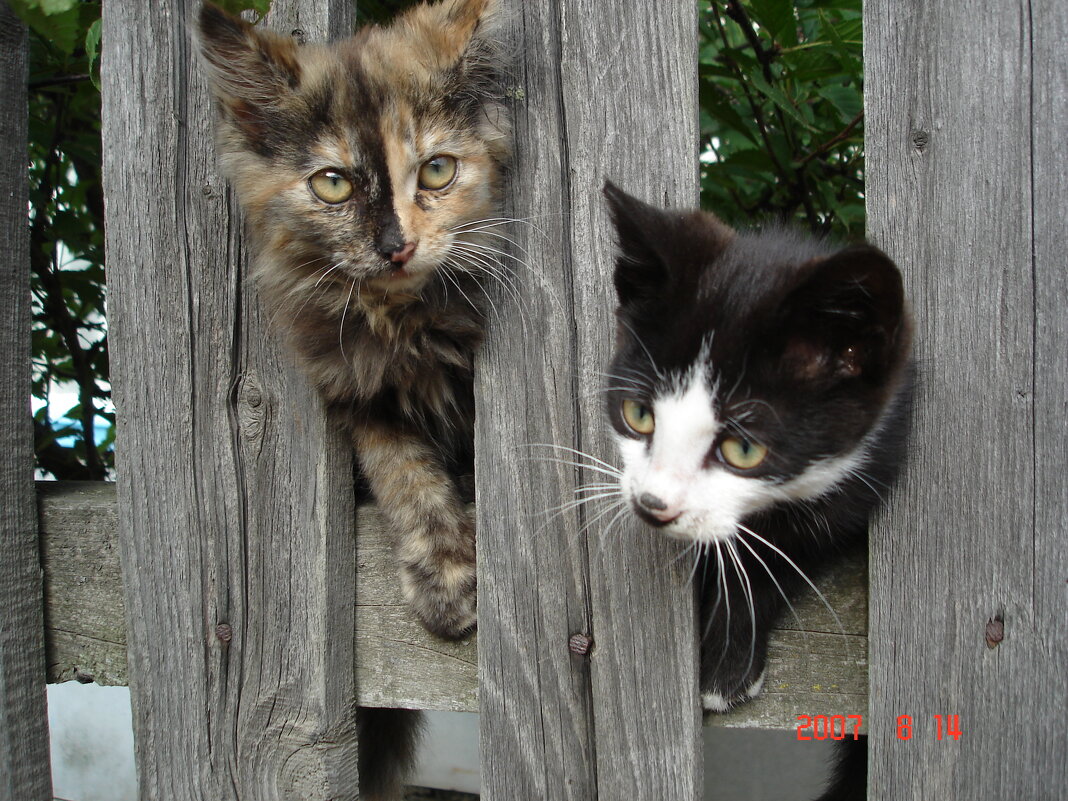 разбойники - Наталья Штанулина