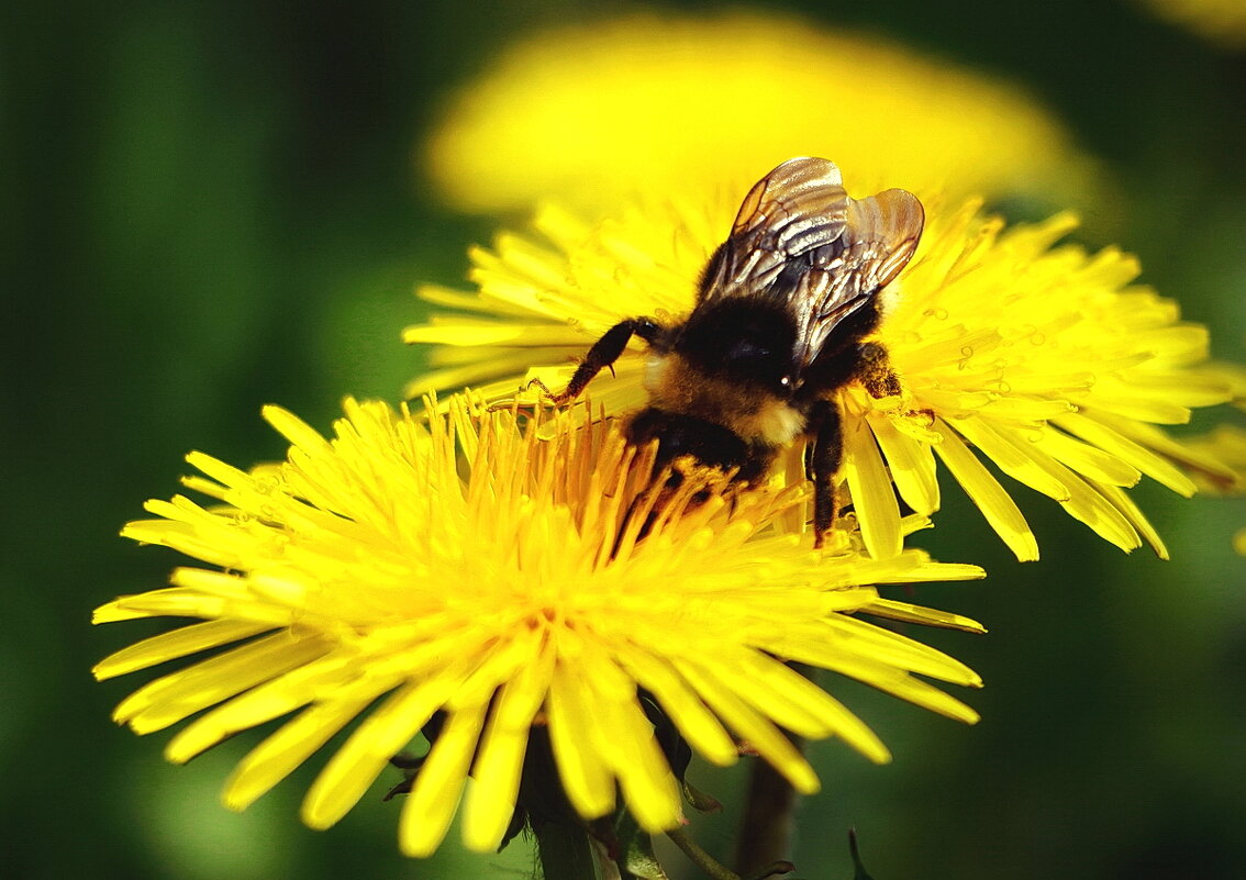 Жужа - Василий Жужа - Василий