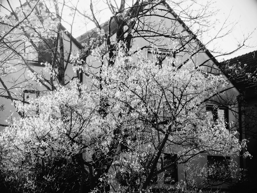 ВИД ИЗ ОКНА. ЯНВАРСКИЙ ИНЕЙ. -1 - Елена Куприянова ВИД ИЗ ОКНА. ЯНВАРСКИЙ ИНЕЙ. -1 - Елена Куприянова