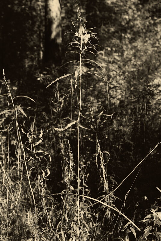 Название отсутствует - Денис Безногов