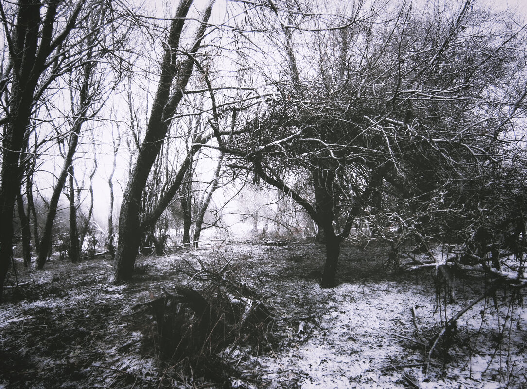 Сад - Sergei Vikulov Сад - Sergei Vikulov