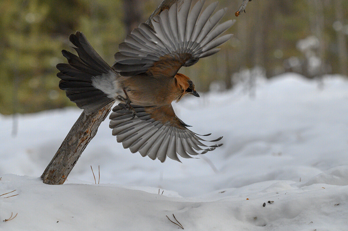 Сойка - Дмитрий Сойка - Дмитрий