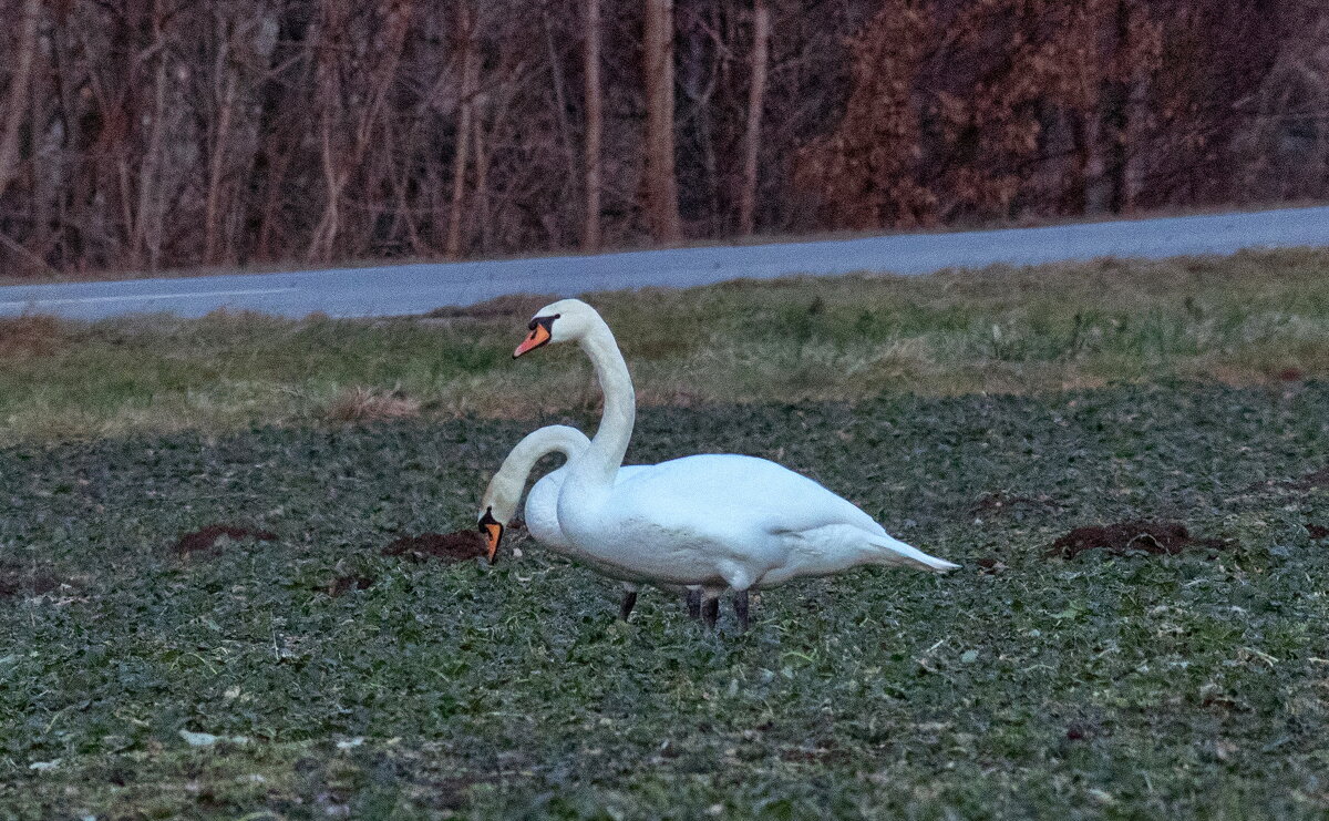 -- - vladimir -- - vladimir