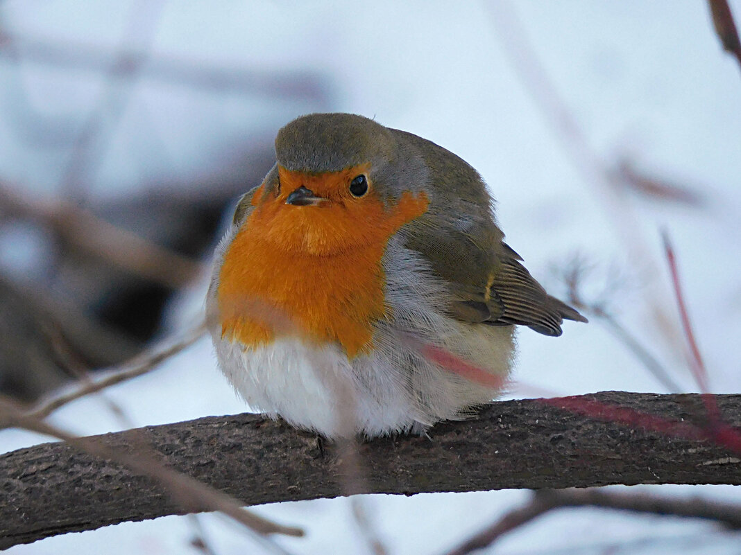 Зарянка - Лина Зарянка - Лина