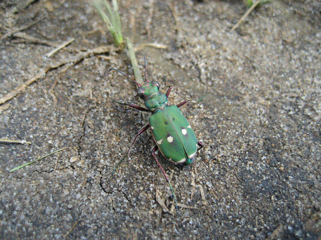 Скакун полевой - Anna Ivanova Скакун полевой - Anna Ivanova