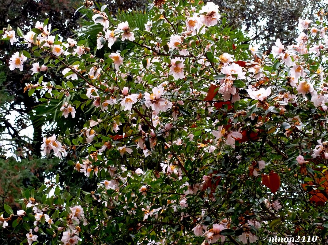 Адлер. Дендропарк "Южные культуры" - Нина Бутко Адлер. Дендропарк "Южные культуры" - Нина Бутко